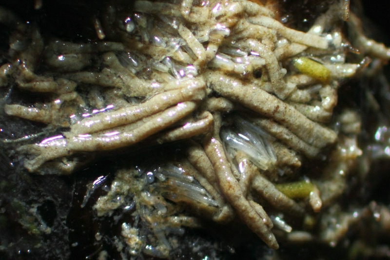 slikkokerwormen