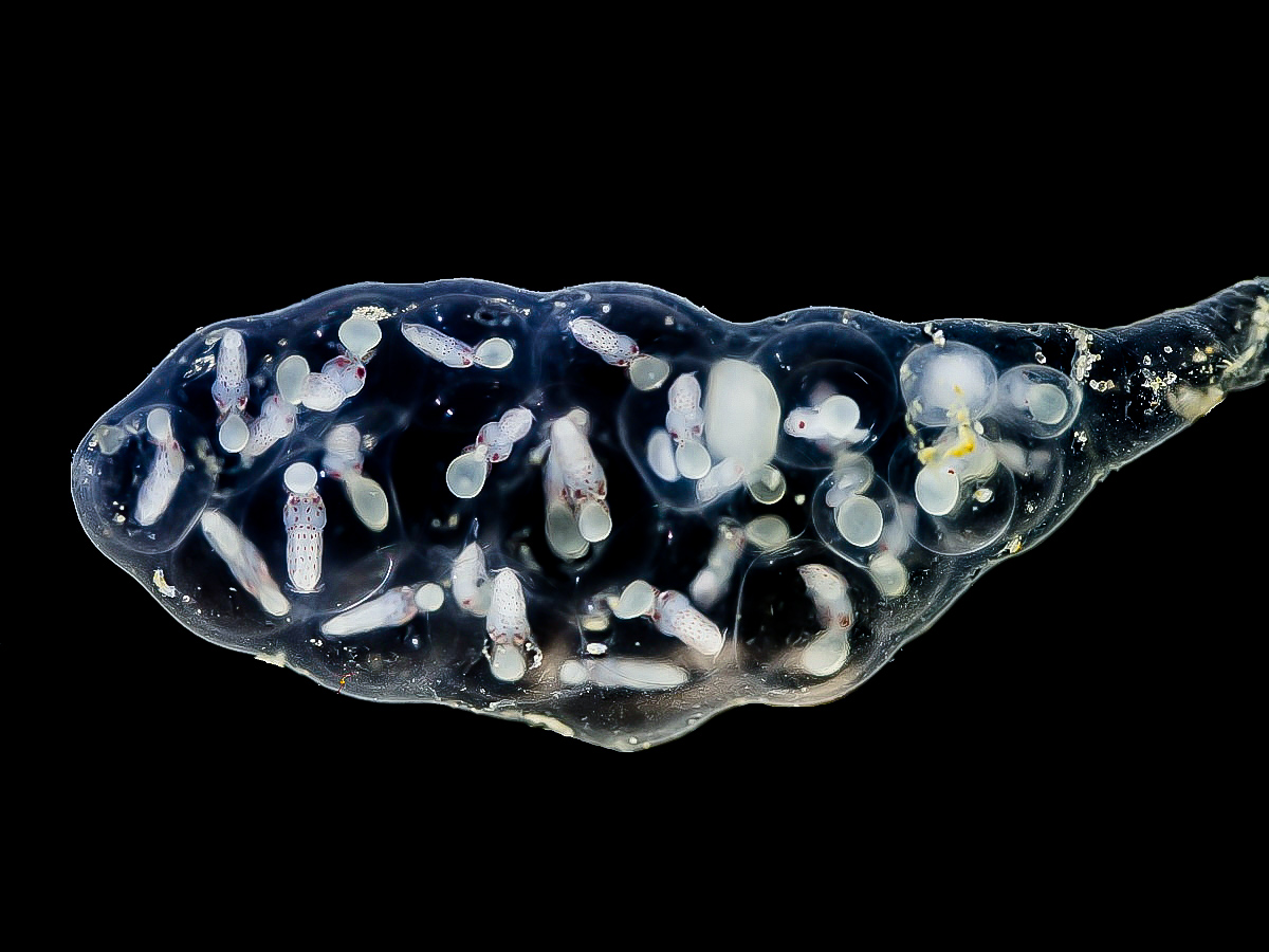 Alloteuthis_subulata