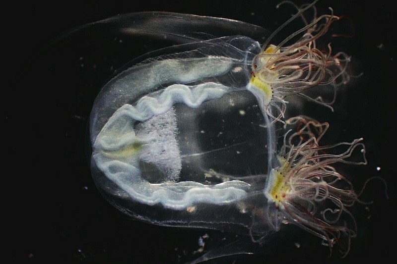 Nemopsis_bachei